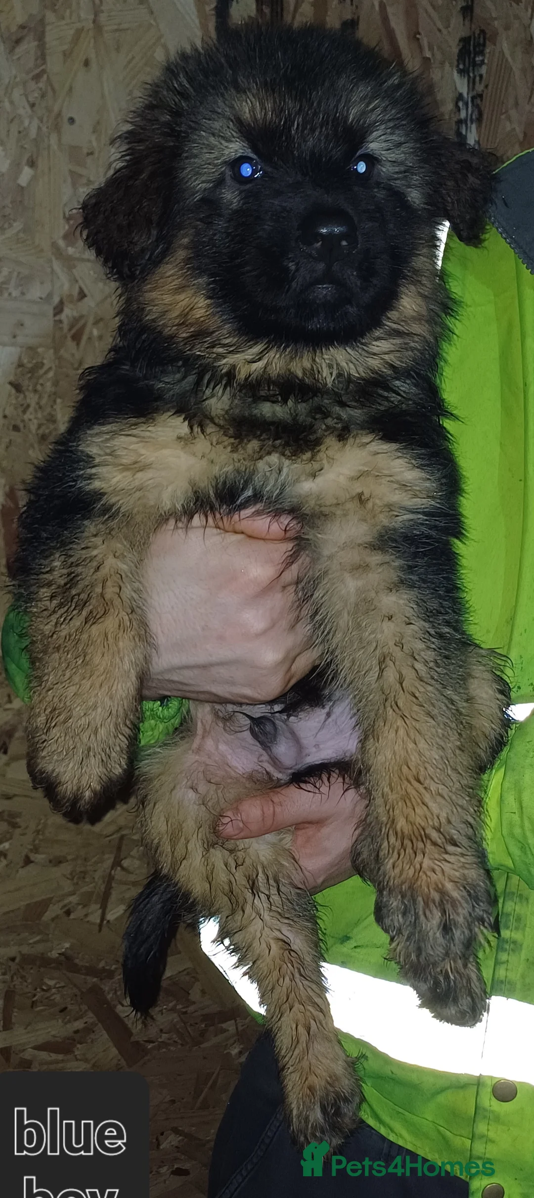 German Shepherd dogs for sale: Long-haired German sheperd puppies - Advert 10
