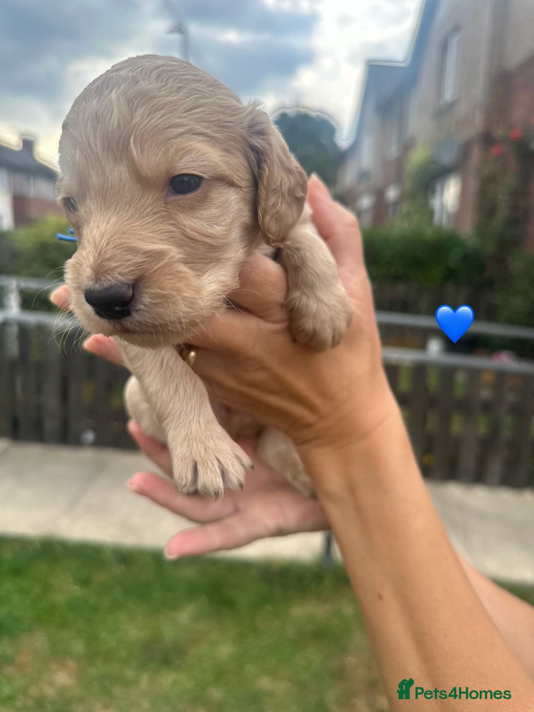 Cockapoo dogs for sale: Stunning f1b cockapoo puppies!!  - Image 11