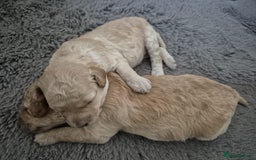Miniature Poodle dogs for sale: LUXURY Litter of KC Registered Miniature Poodles - Image 31