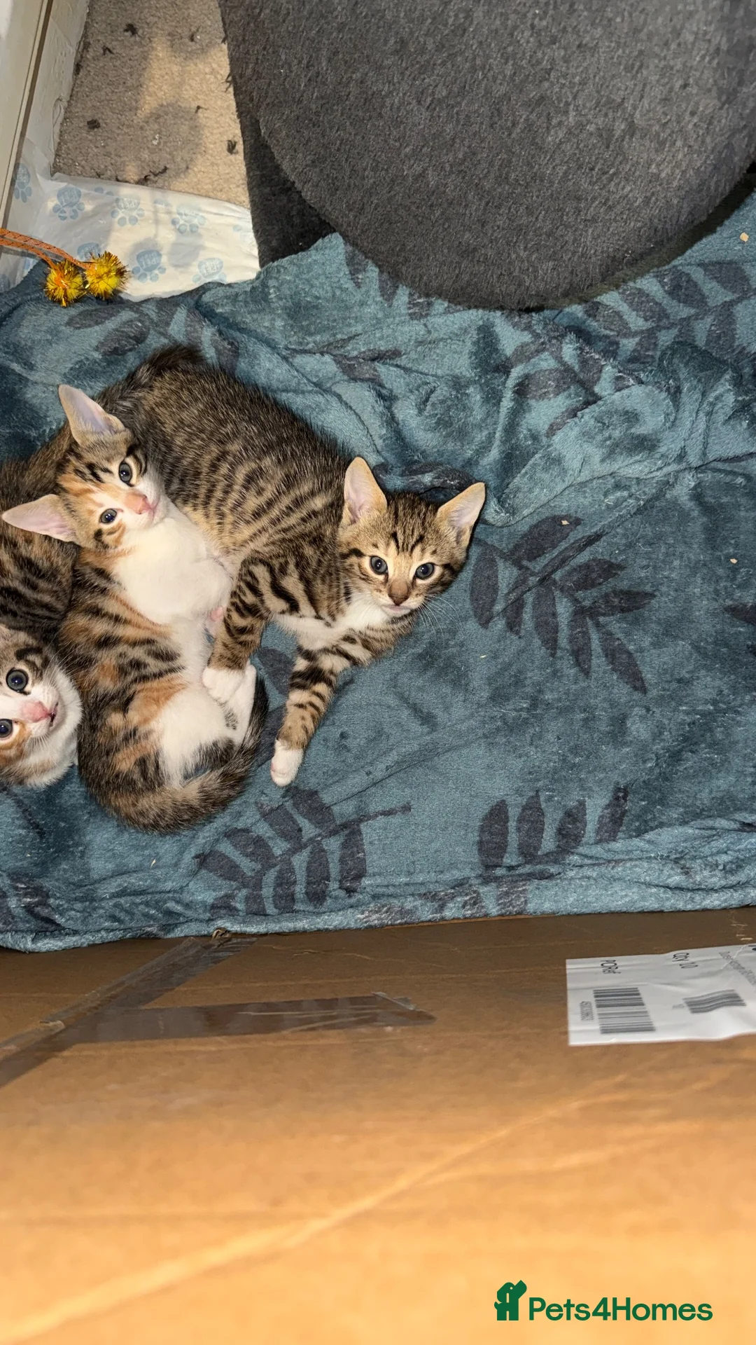 Mixed Breed cats for sale: Adorable Kittens  Little Fox Girls & 1 Cartoon Boy - Advert 2