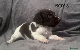 English Springer Spaniel dogs for sale: Liver and white springer spaniel’s  - Advert 3