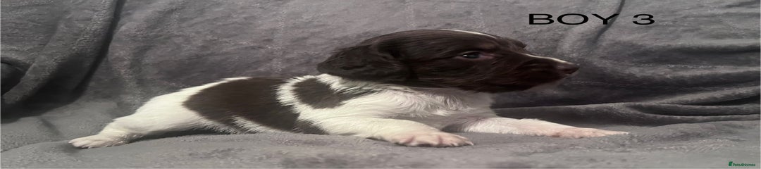 English Springer Spaniel Puppy 3