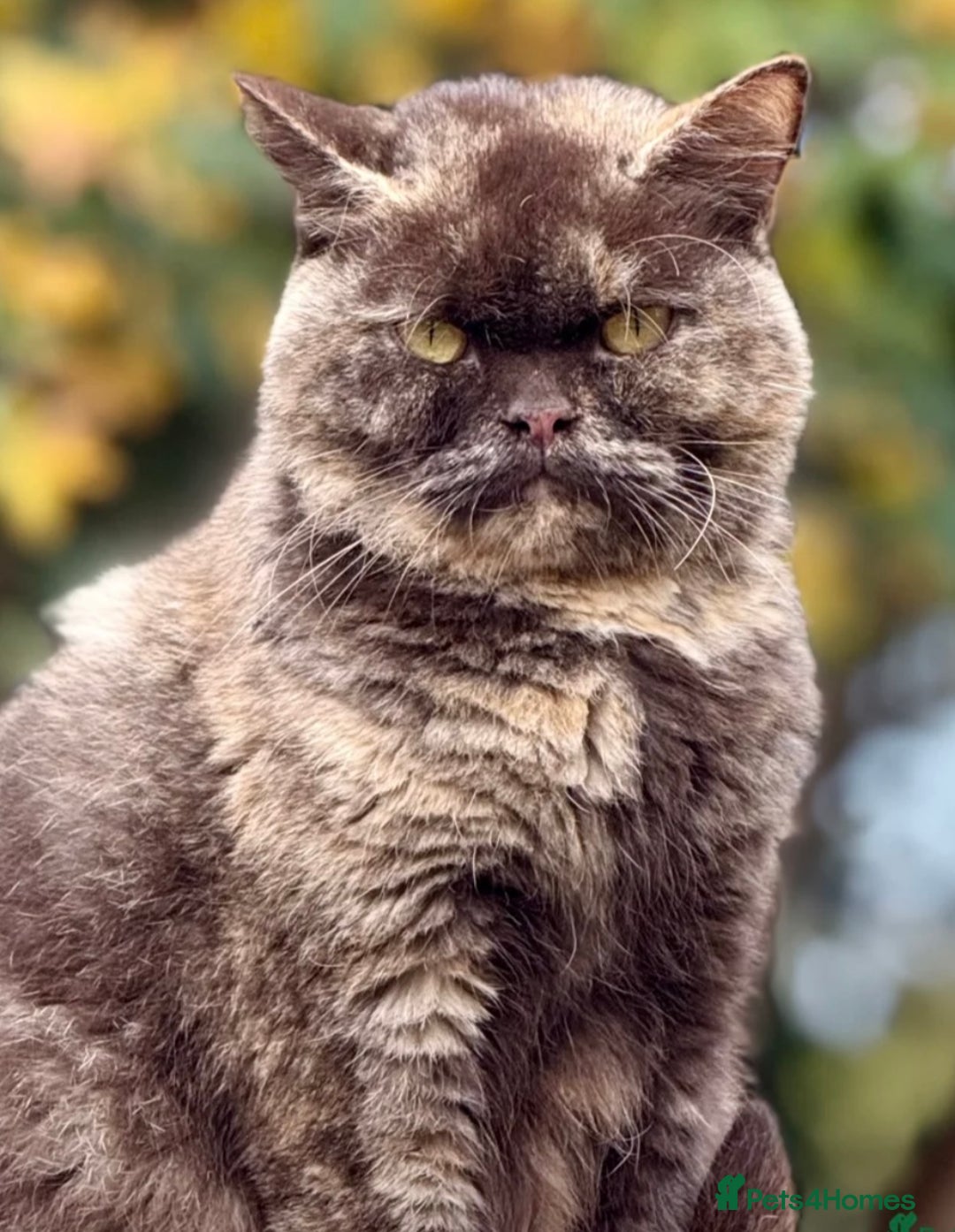 British Shorthair cats for sale: 1/2 British shorthair kitten - Advert 2