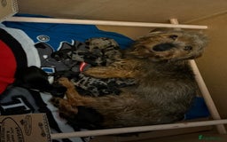 Dachshund dogs for sale: Minature dachshund puppies  - Image 21