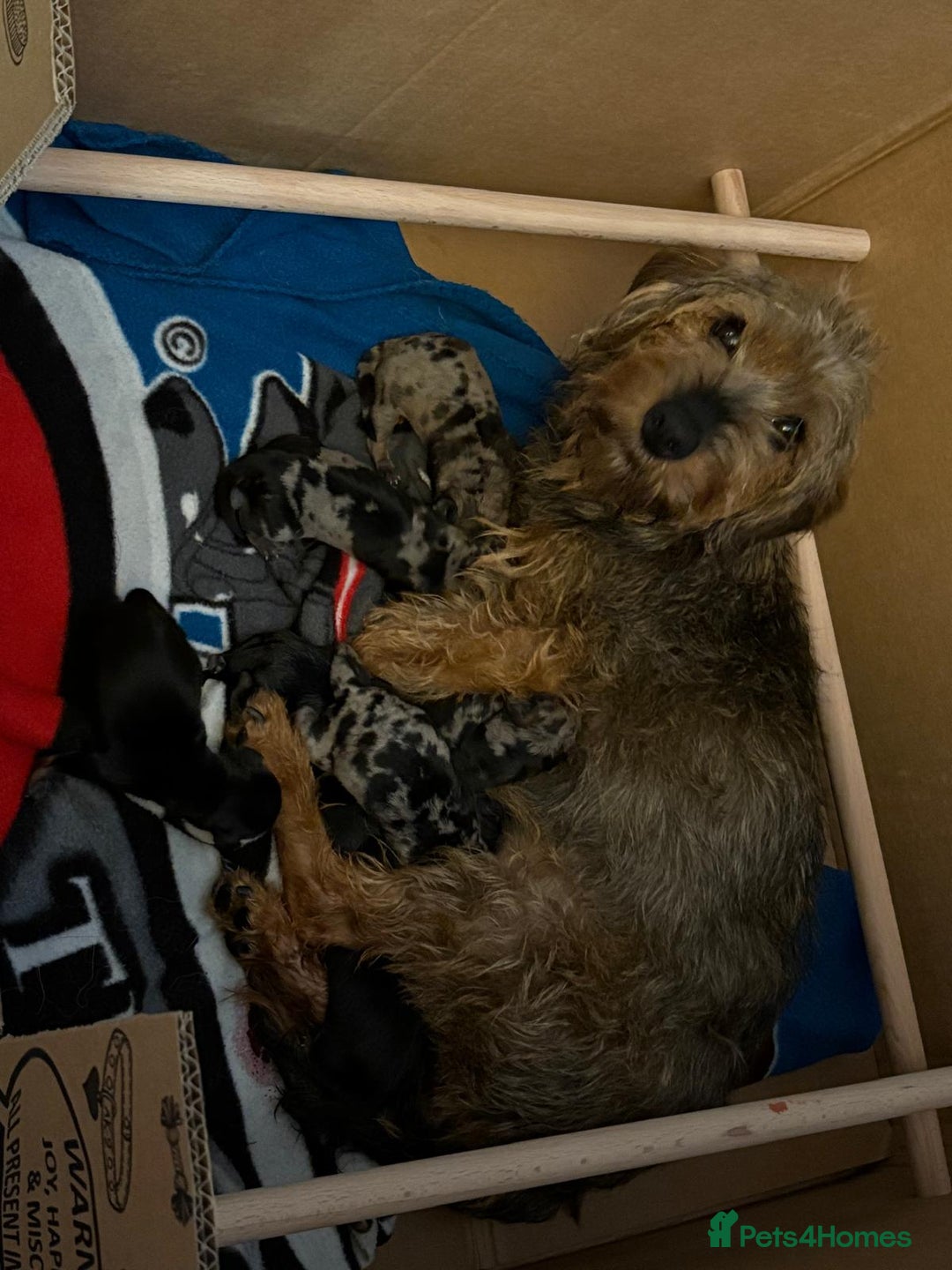 Dachshund dogs for sale: Minature dachshund puppies  - Image 21