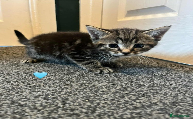 Mixed Breed cats - Advert 4