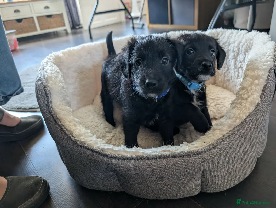 Mixed Breed dogs for sale: Poodle x frenchie - Advert 5