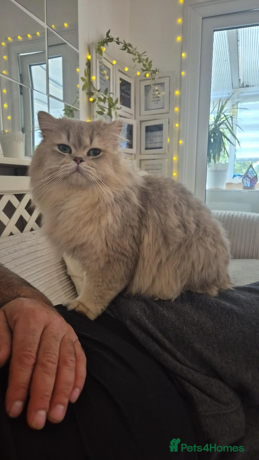 British Longhair cats for stud: Experienced British Longhair stud - Advert 6