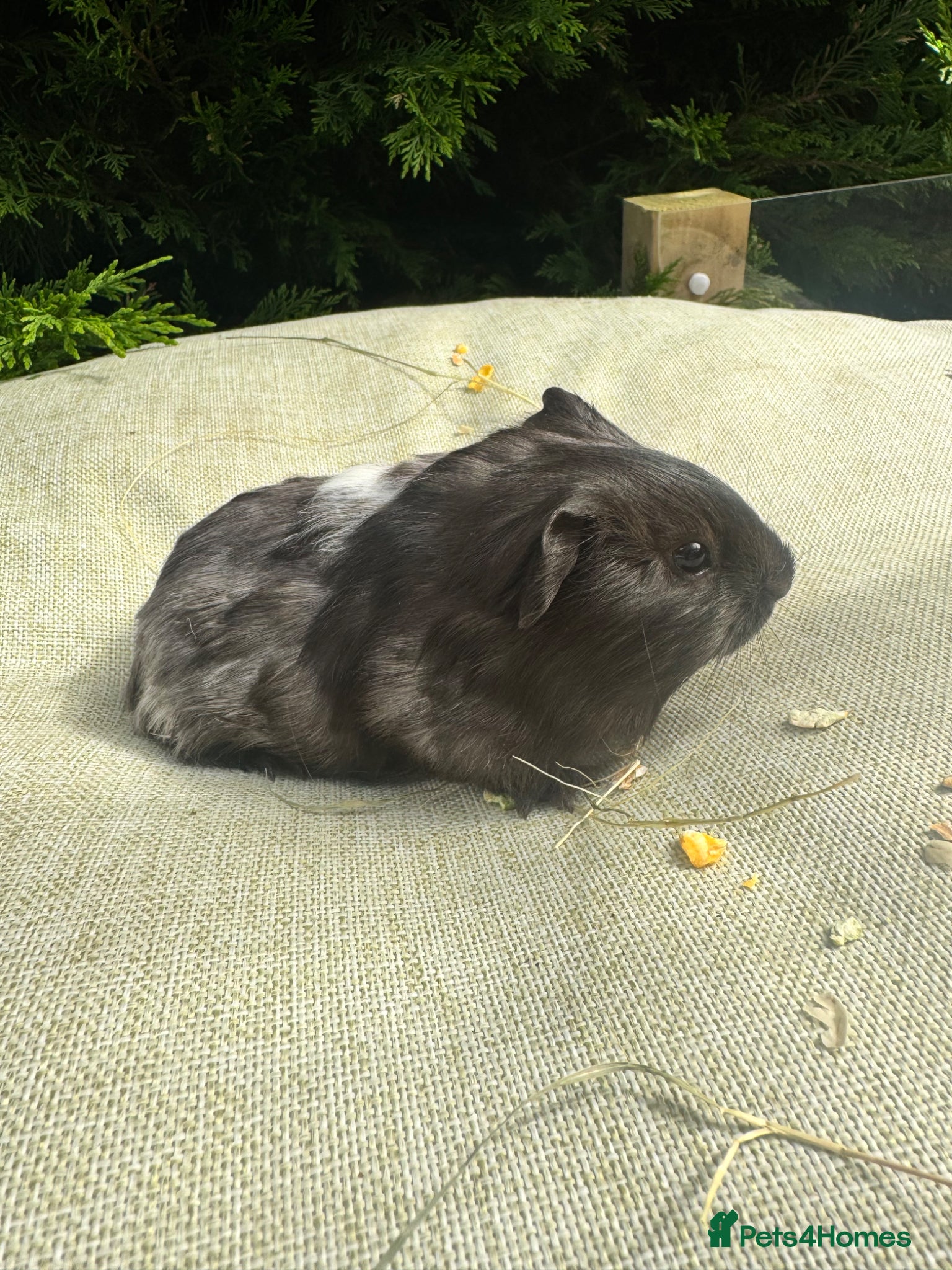 Guinea Pig rodents for sale: Baby guinea pigs  - Advert 4