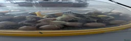 Quail poultry for sale: Chinese painted quail  in Seaham - Advert 3