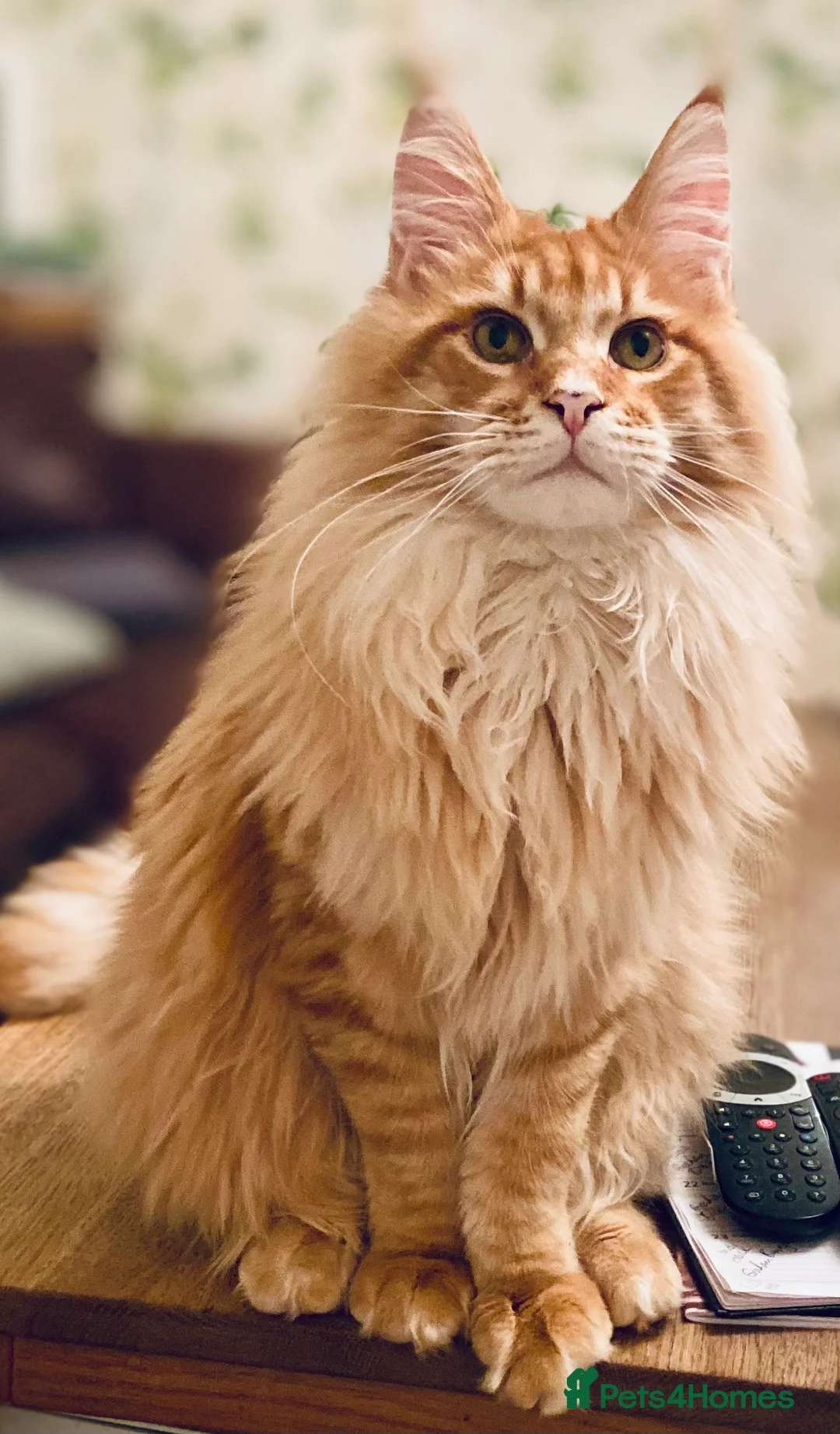 Maine Coon cats for sale: GCCF registered Dog 🐶 Friendly  - Advert 7