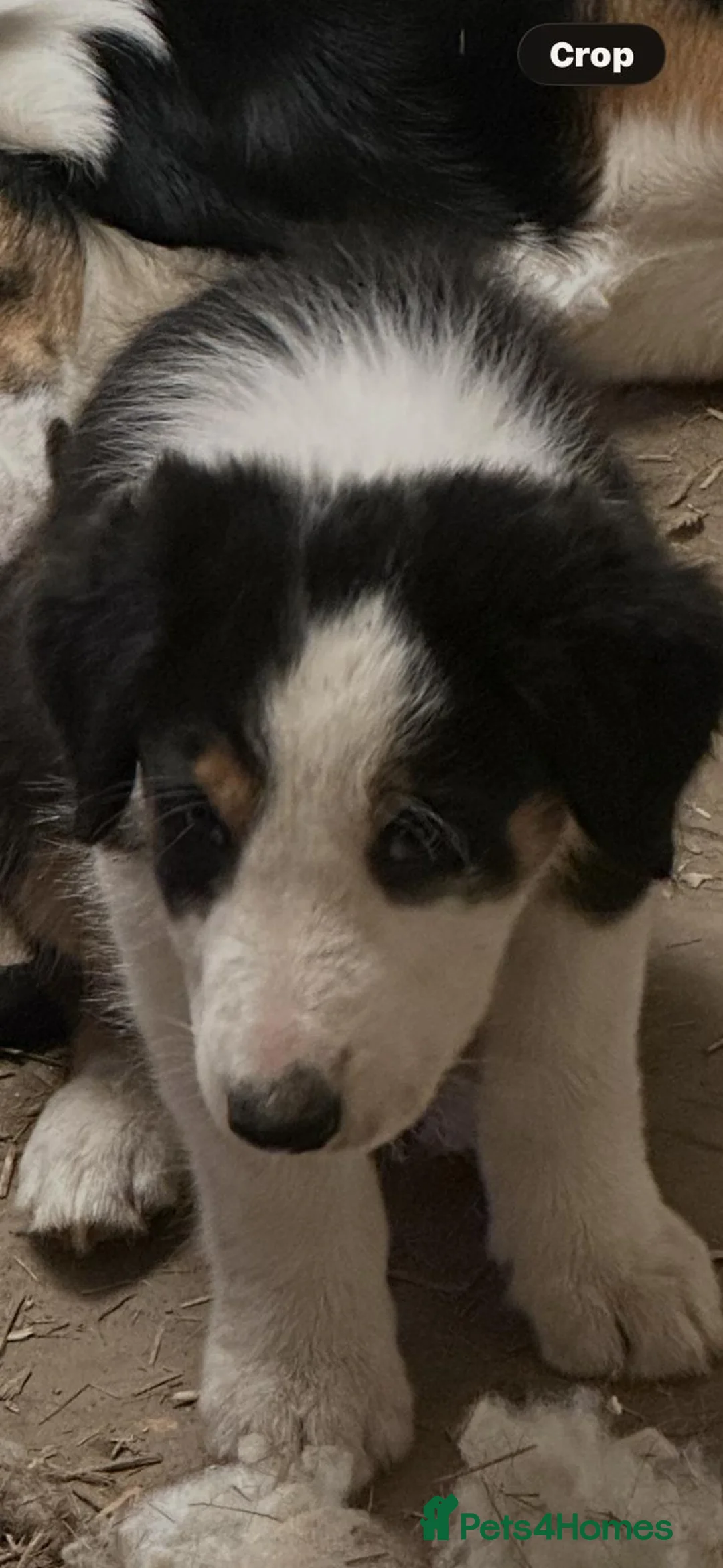 Huntaway dogs for sale: Huntaway pups for sale - Advert 10