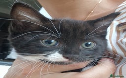 British Shorthair cats for sale: 5 kittens for sale( 4 female ,1 male - Image 9