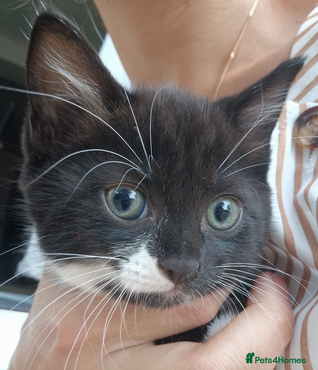 British Shorthair cats for sale: 5 kittens for sale( 4 female ,1 male - Image 9