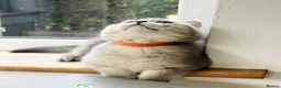 British Shorthair cats for sale: A Girl Available- GCCF/TICA British Shorthair  - Advert 29