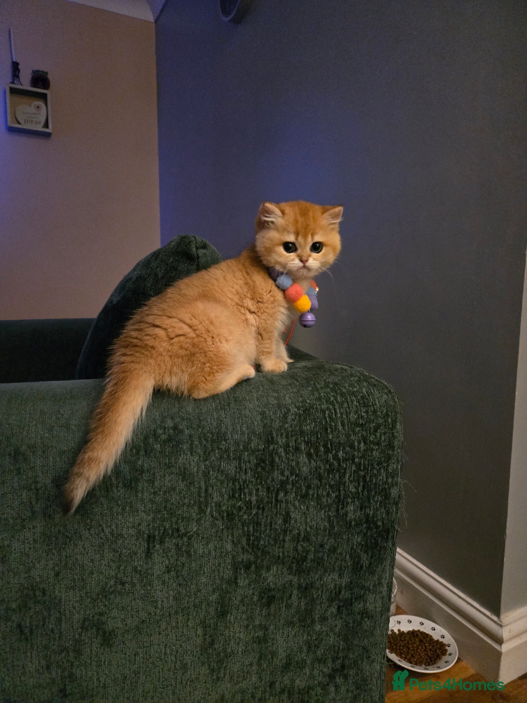 British Shorthair cats for sale: Beautiful Ruby - Advert 10