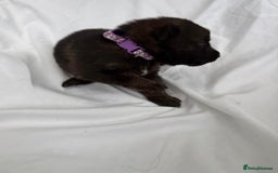 German Shepherd dogs for sale: German Shepherd Puppies - exceptional bloodline  - Image 2