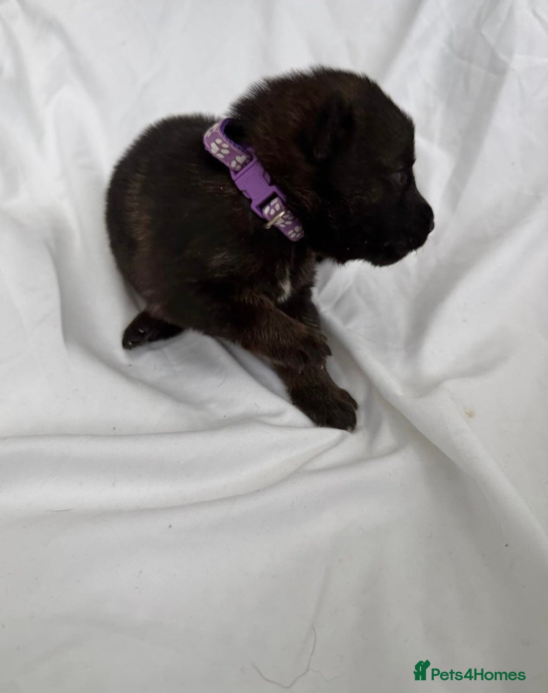 German Shepherd dogs for sale: German Shepherd Puppies - exceptional bloodline  - Image 2