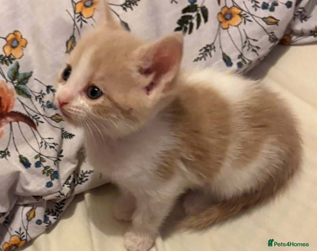 Domestic Shorthair cats for sale: 2 Beautiful kittens of a litter of 4 - Image 6