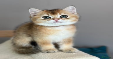 British Shorthair cats - Advert 7