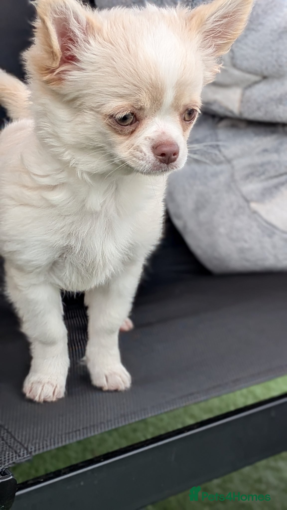 Chihuahua dogs READY TO LEAVE small chihuahua longhaired girls KC - Advert 1