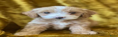 Cockapoo 2