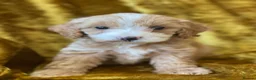 Cockapoo dogs for sale: F1 toy cockapoos - Advert 2