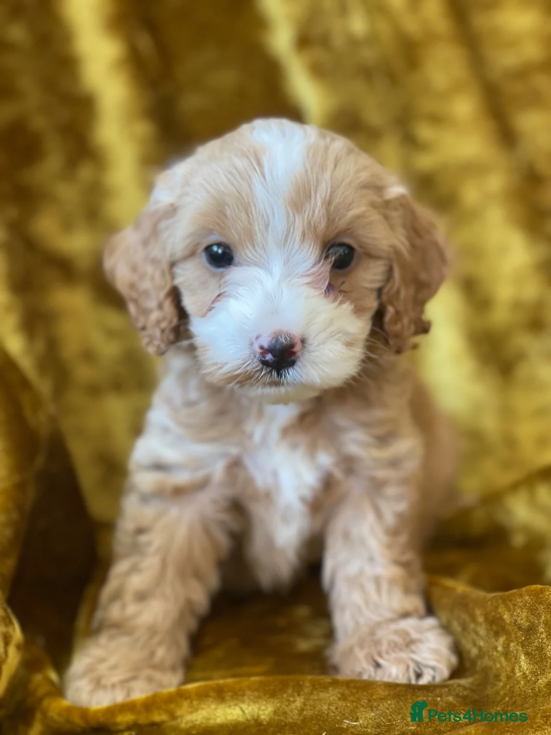 Cockapoo dogs for sale: F1 toy cockapoos - Advert 2