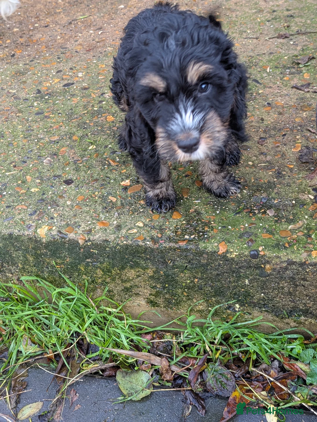 Cockapoo dogs for sale: Black and gold cockapoo  - Advert 2