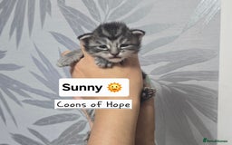 Maine Coon cats for sale: Large pedigree Tica Maine coon kittens READY  - Image 18