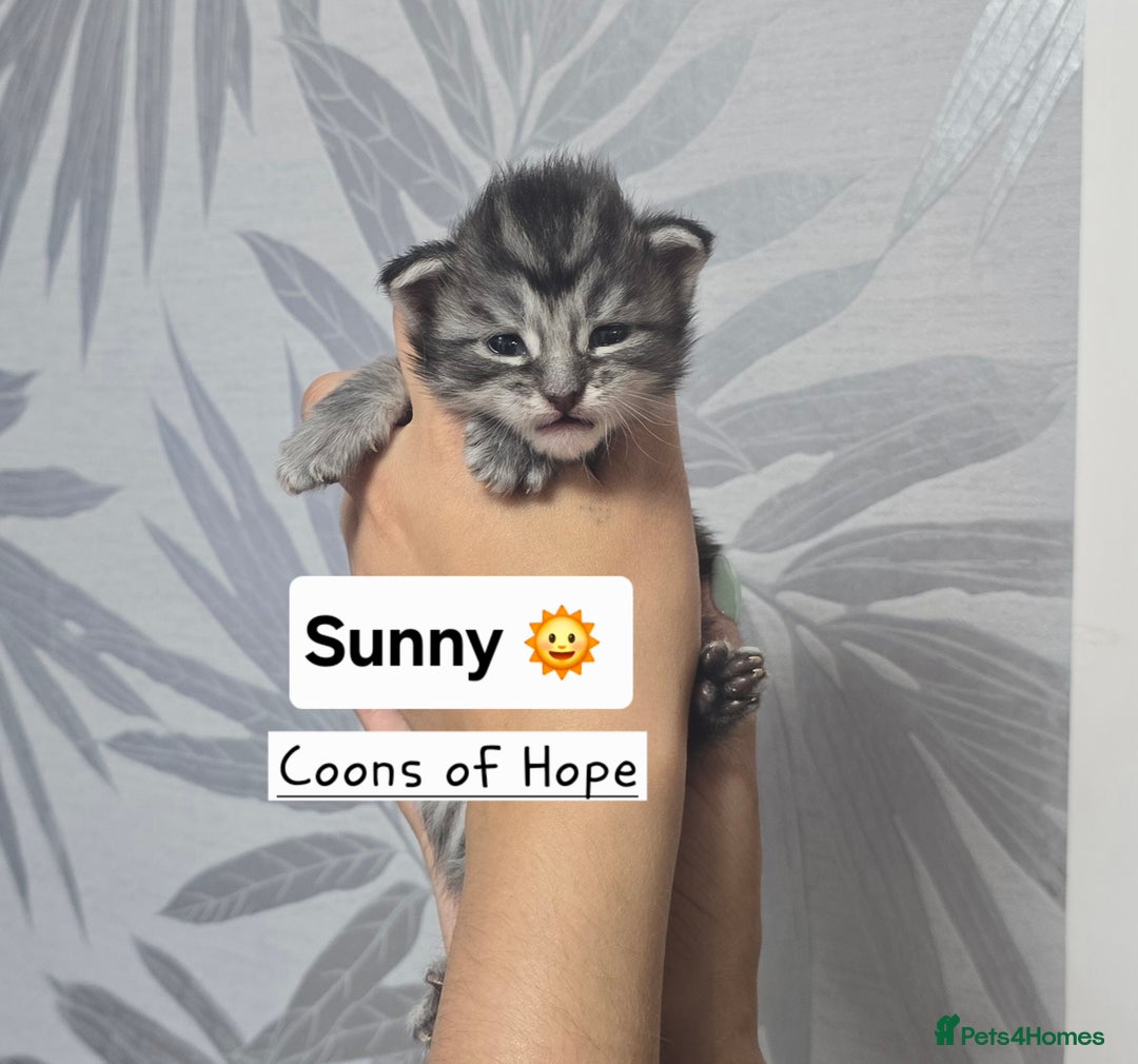 Maine Coon cats for sale: Large pedigree Tica Maine coon kittens READY  - Image 18