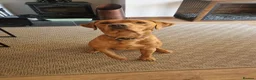 Labrador Retriever dogs for stud: Red fox labrador to stud in Doncaster - Advert 3