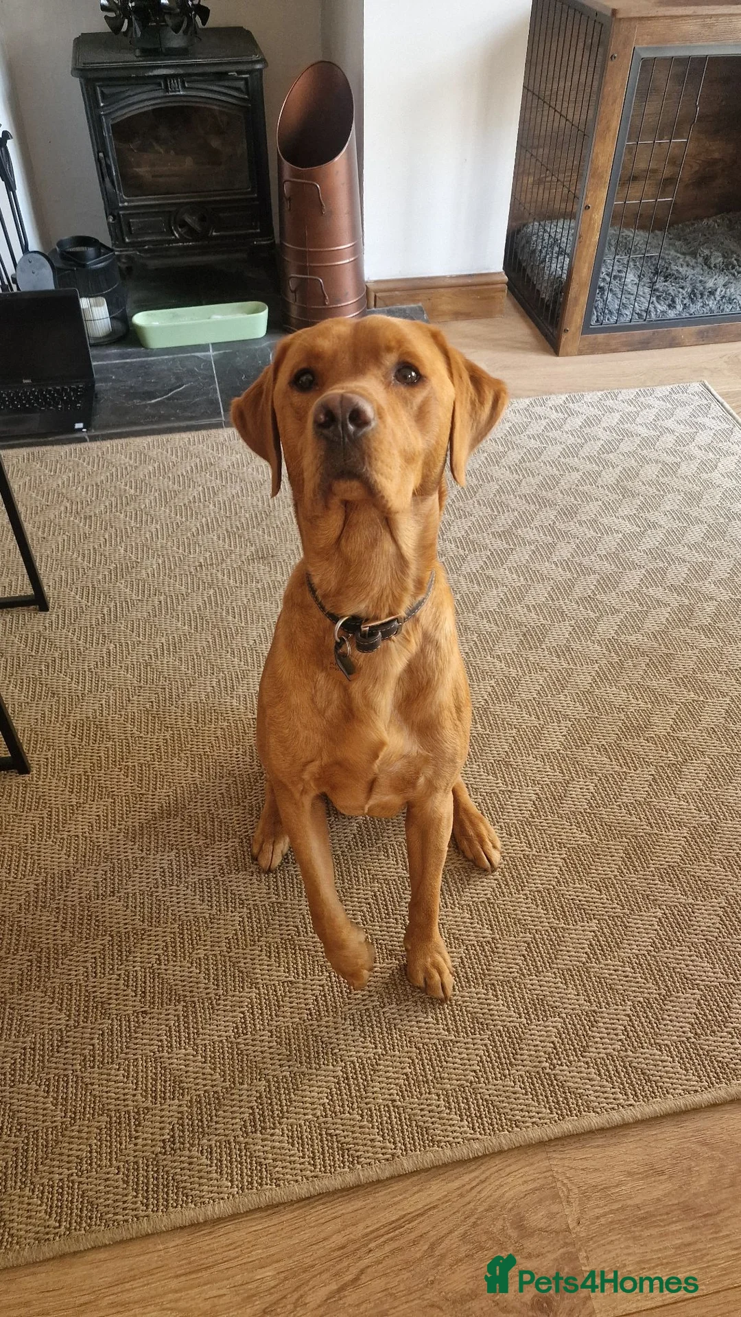 Labrador Retriever dogs for stud: Red fox labrador to stud in Doncaster - Advert 3