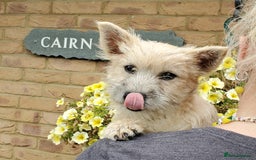 Cairn Terrier dogs for sale: Brother & Sister Looking for Loving Homes - Image 3
