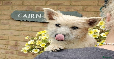 Cairn Terrier dogs - Advert 13