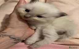 Ragdoll cats for sale: GCCF Registered Ragdolls  - Image 15