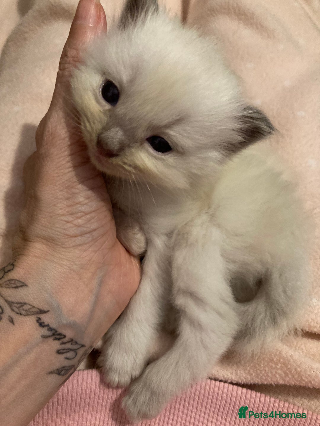 Ragdoll cats for sale: GCCF Registered Ragdolls  - Image 15
