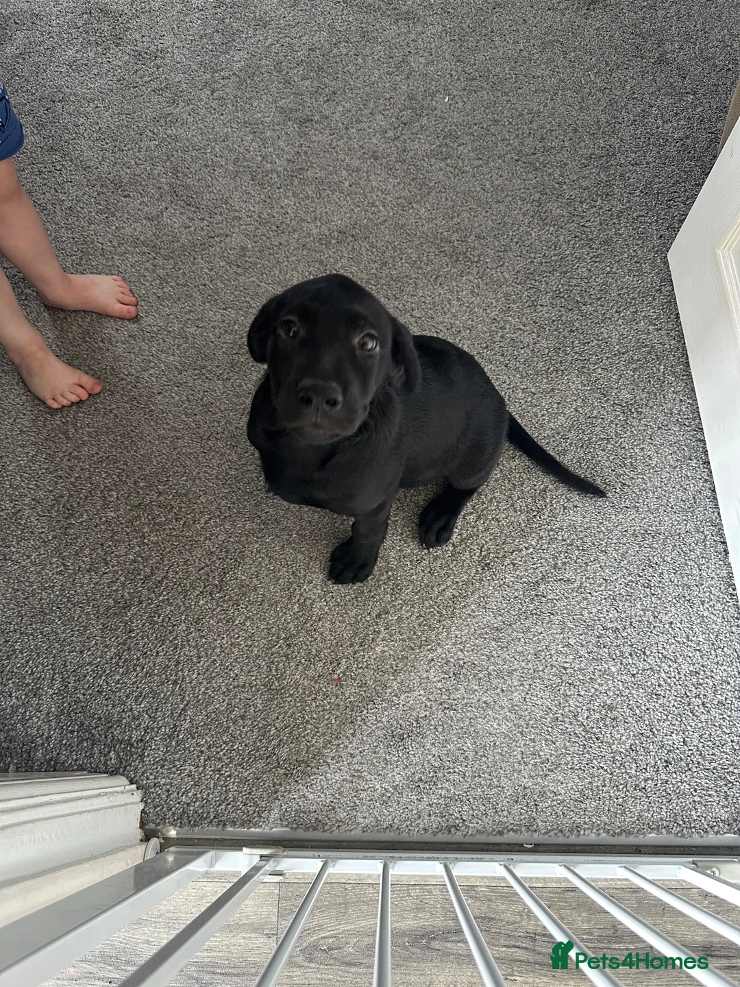 Labrador Retriever dogs for sale: 11 weeks old Black Labrador Retriever - Advert 4