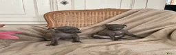 Italian Greyhound dogs for sale: KC Italian greyhound puppies European lineage - Advert 5
