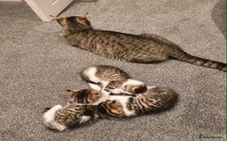 Scottish Fold cats for sale: Looking for my first home - Image 6