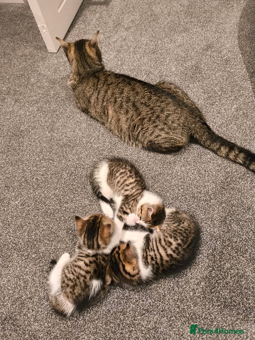 Scottish Fold cats for sale: Looking for my first home - Image 6