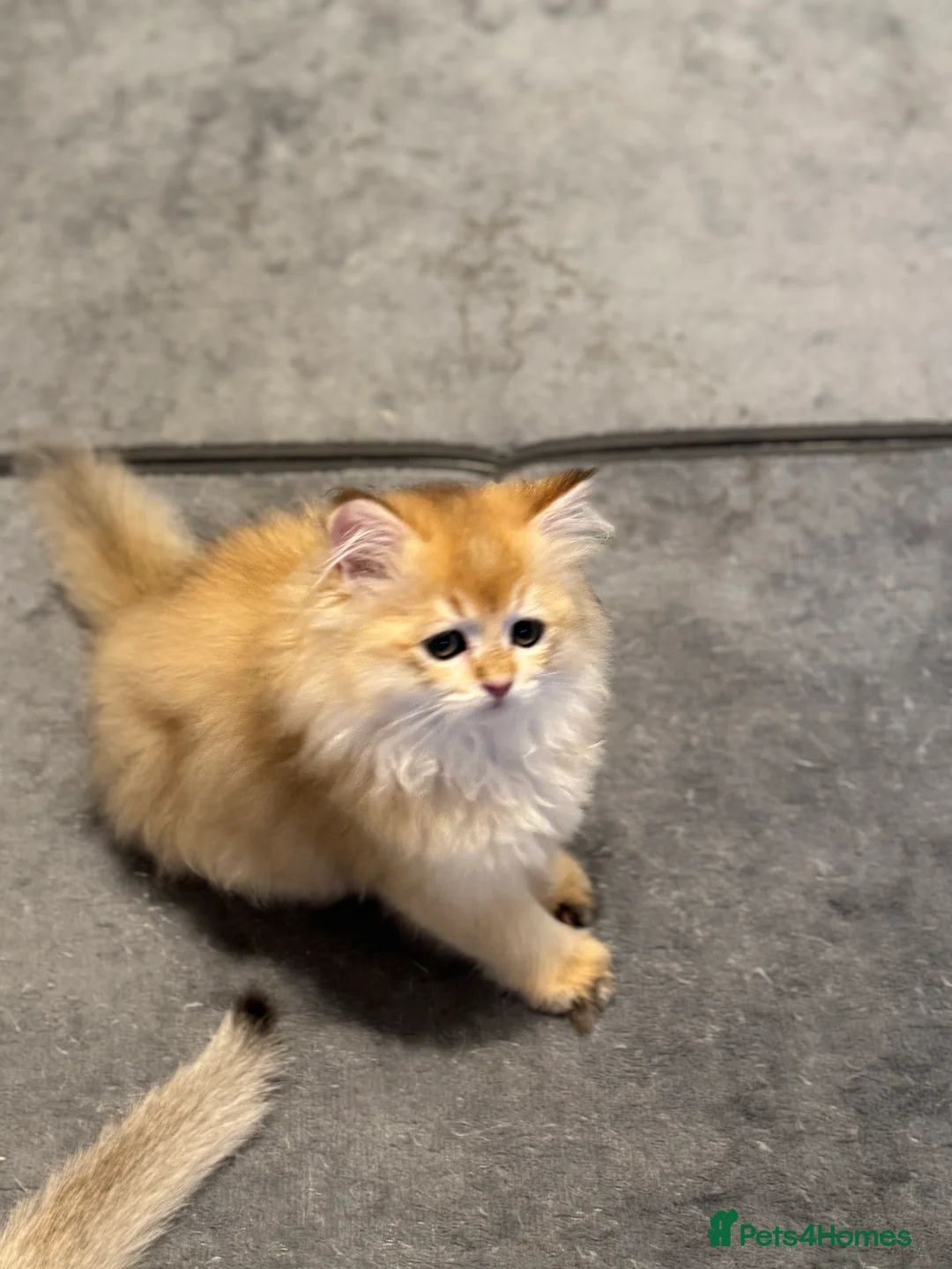 Scottish Fold cats for sale: Scottish Straight Chinchilla female last - Advert 1