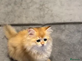 Scottish Fold cats Scottish Straight Chinchilla female last - Advert 11