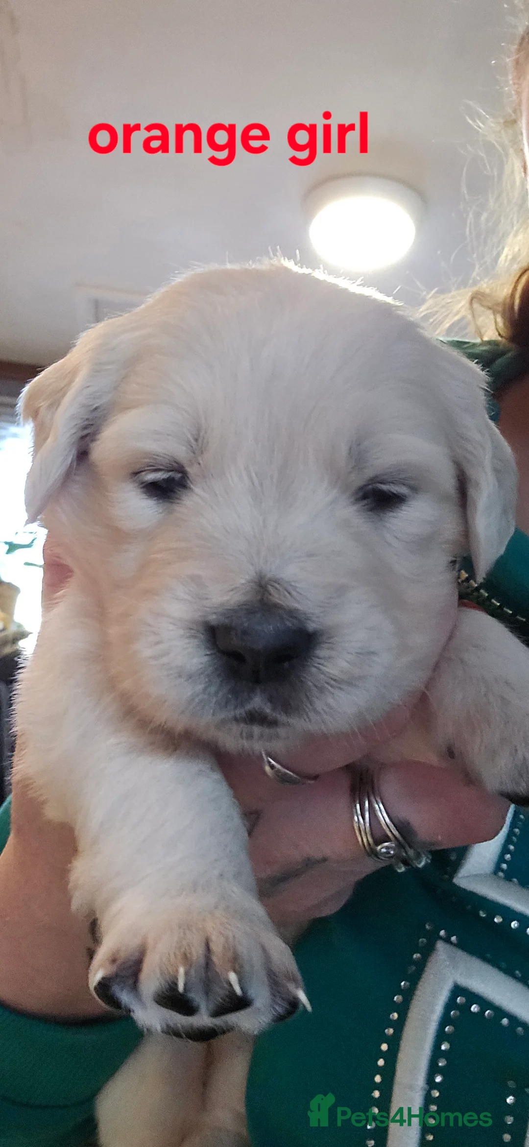 Golden Retriever dogs for sale: Adorable white Golden Retriever - Advert 26