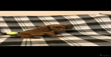 Cocker Spaniel dogs - Advert 3