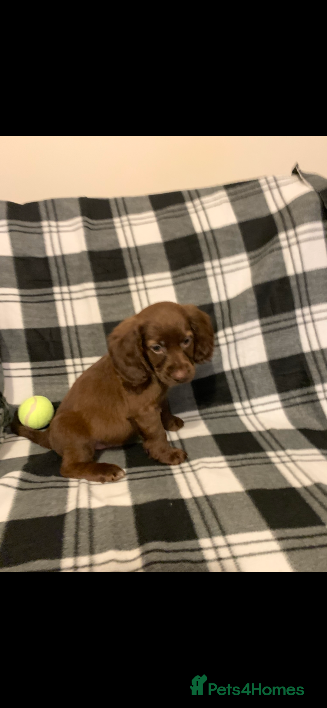 Cocker Spaniel dogs for sale: Cocker spaniel pups - Image 3