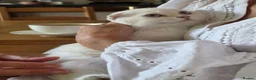 Scottish Fold cats for sale: Scottish fold - Advert 6