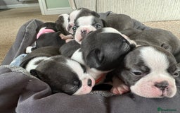 Boston Terrier dogs for sale: Beautiful Boston Terrier Puppies for Loving Homes - Image 24