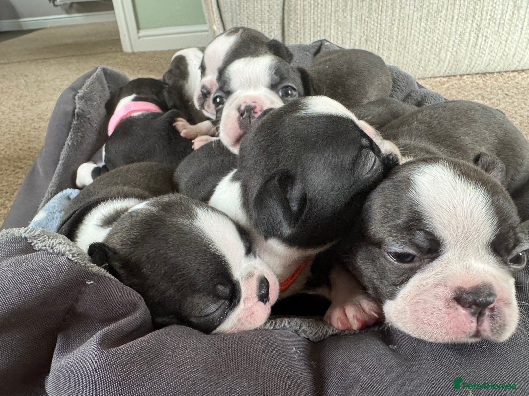 Boston Terrier dogs for sale: Beautiful Boston Terrier Puppies for Loving Homes - Image 24