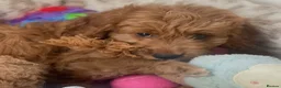 Mini Goldendoodle dogs for sale: Red Goldendoodle Female - Ready Now - Advert 6
